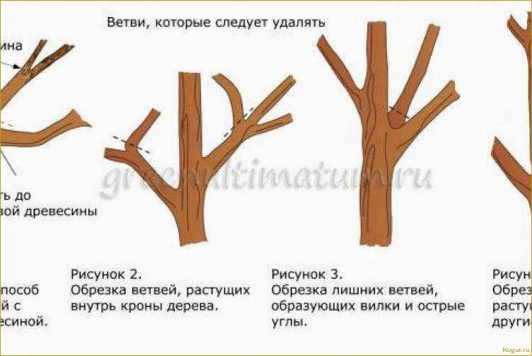 Урожай в вашем саду зависит и от обрезки плодовых деревьев