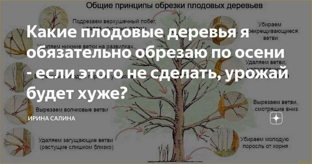 Урожай в вашем саду зависит и от обрезки плодовых деревьев