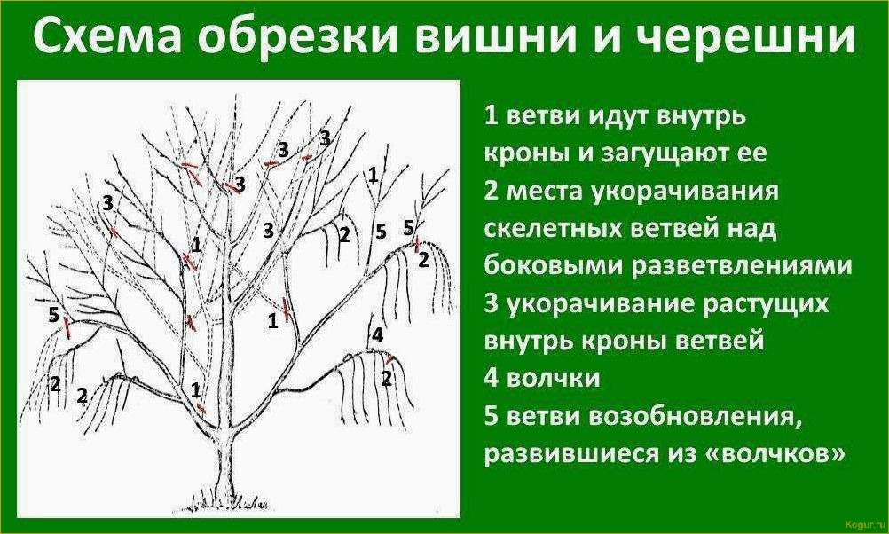 Урожай в вашем саду зависит и от обрезки плодовых деревьев