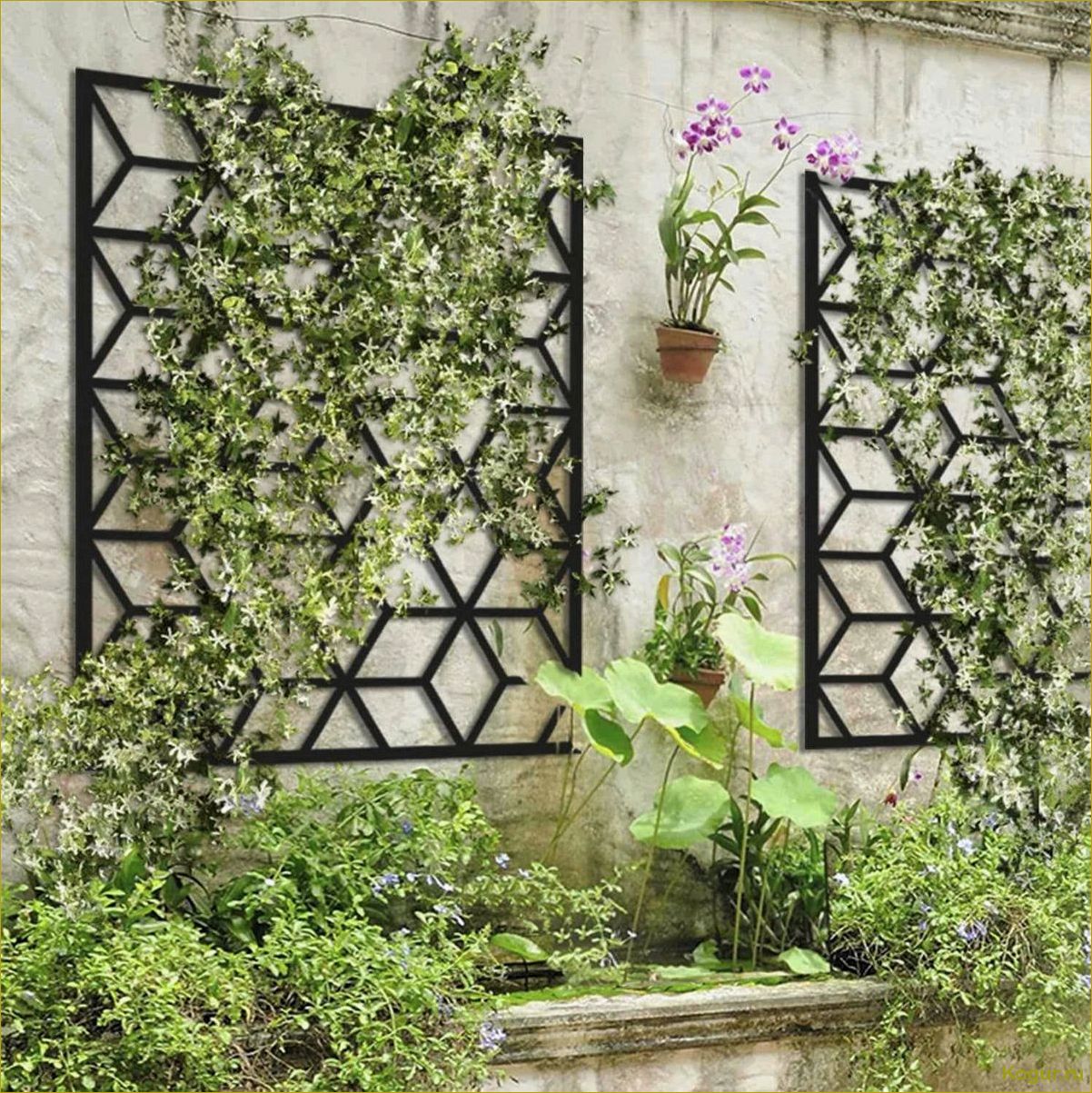 Как быстрорастущие вьющиеся растения могут преобразить ваш забор в привлекательный декор