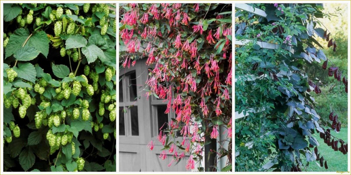 Как быстрорастущие вьющиеся растения могут преобразить ваш забор в привлекательный декор