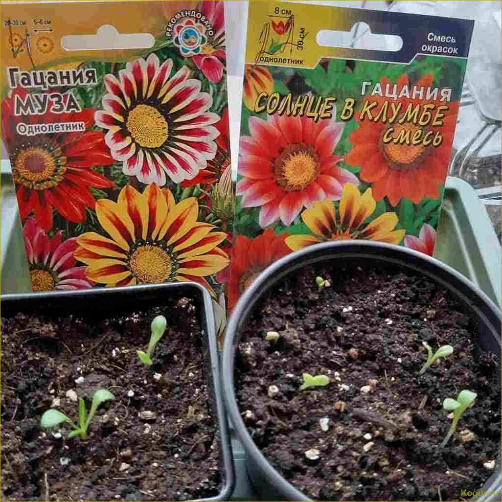 Как вырастить эшшольцию из семян: время посева, цветы и советы