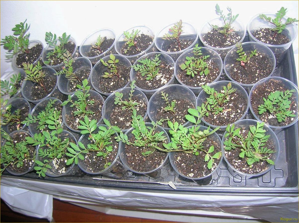Как вырастить эшшольцию из семян: время посева, цветы и советы