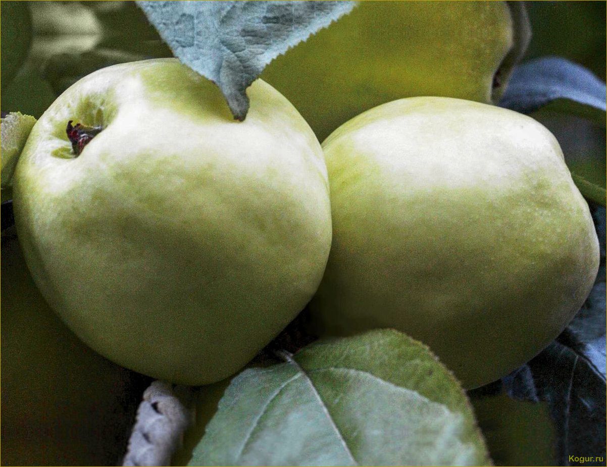 Для маленького сада выбираем высокоурожайную карликовую яблоню Братчуд