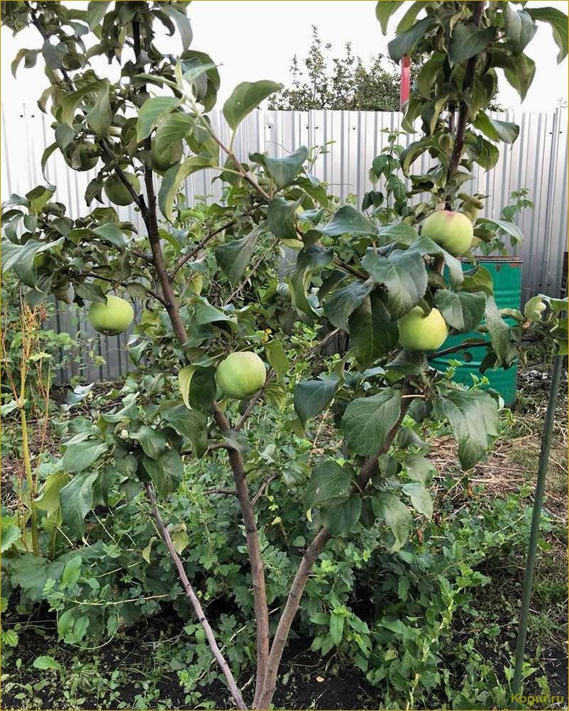 Для маленького сада выбираем высокоурожайную карликовую яблоню Братчуд
