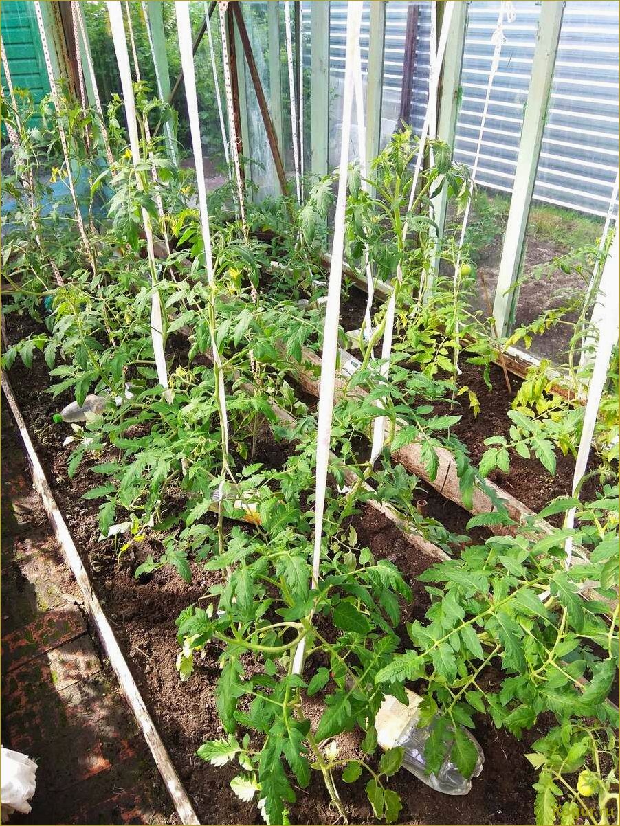 Уход за помидорами в теплице: советы и рекомендации