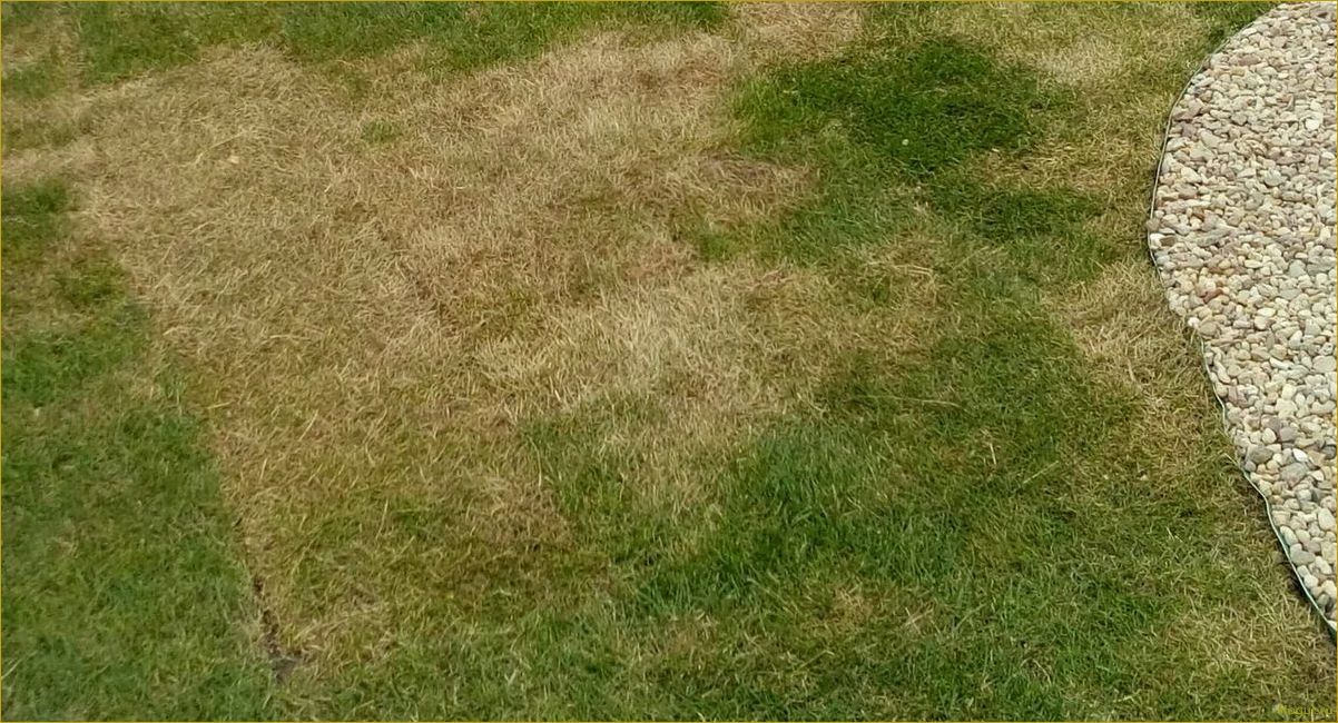 Как выровнять газон, который растет кочками