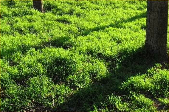 Как выровнять газон, который растет кочками