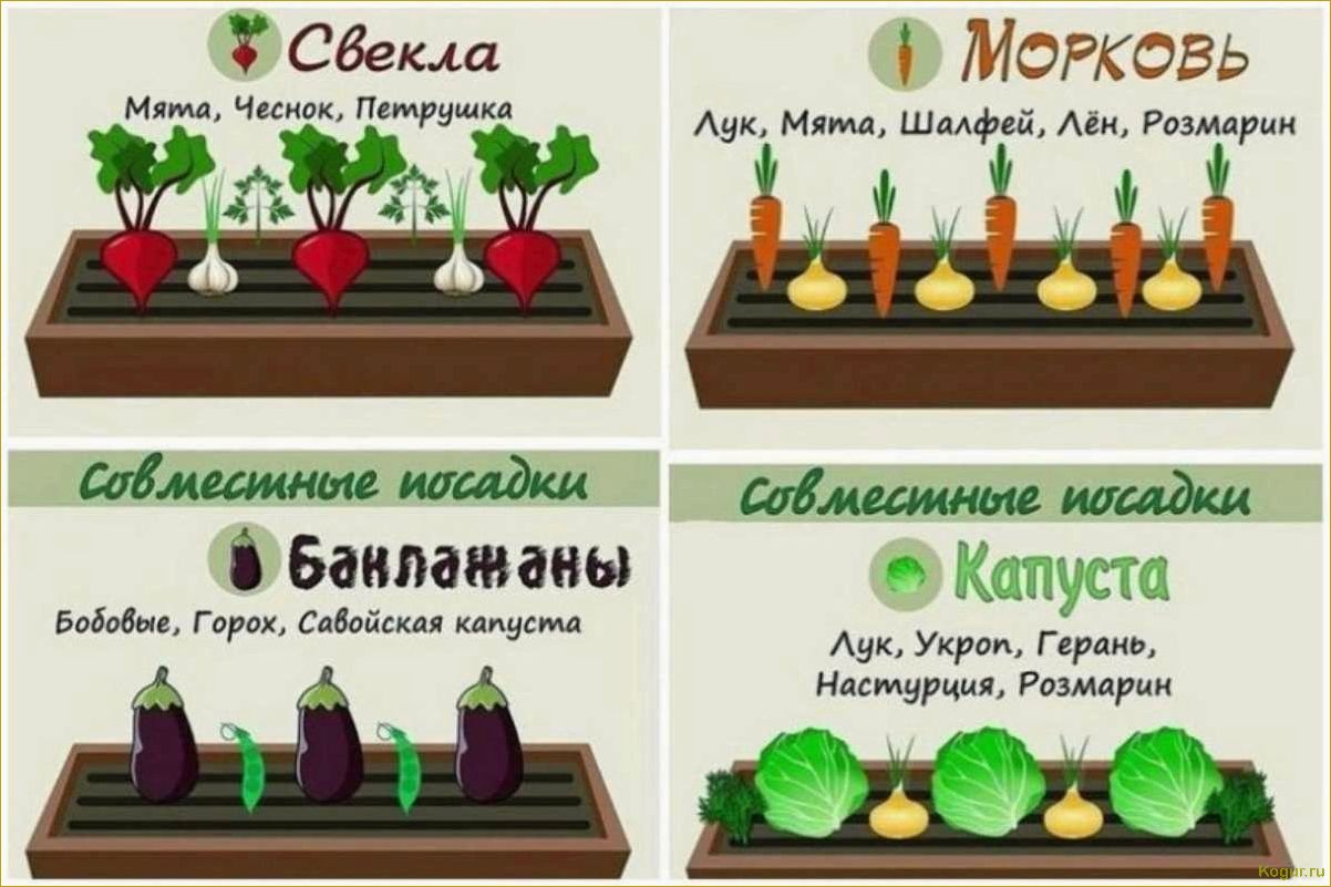 Календарь дачника: июль на огородных грядках