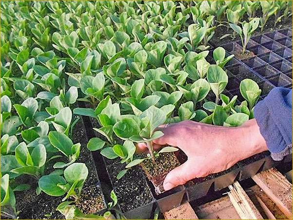 Кассетные емкости для выращивания рассады овощных и цветочных культур