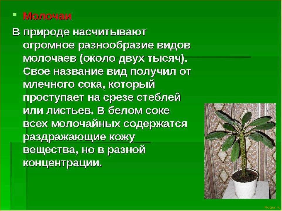 Комнатный молочай: особенности выращивания в домашних условиях