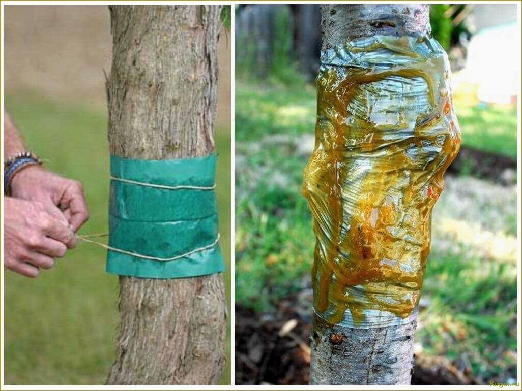Как самостоятельно создать ловчие пояса для защиты плодовых деревьев?