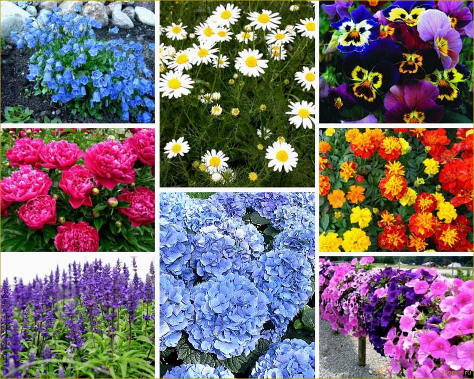 Лучшие многолетние цветы для дачи: обзор с фото и подробными описаниями