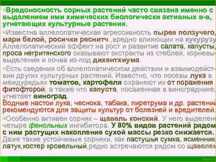 Что такое аллелопатия растений и как ее можно использовать на дачном участке?