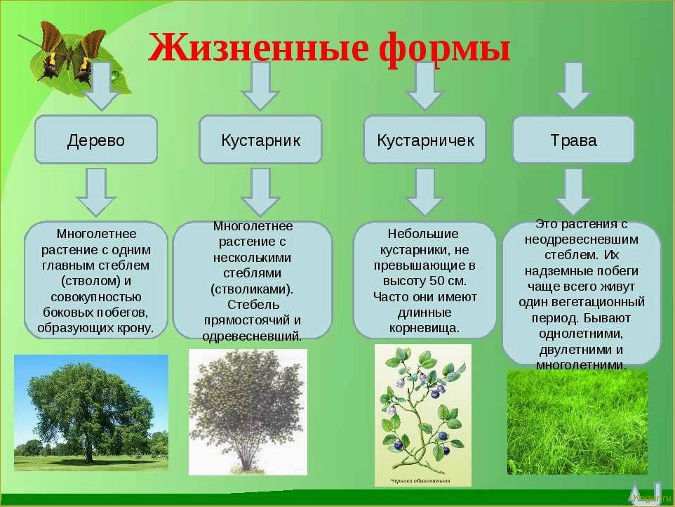 Что такое аллелопатия растений и как ее можно использовать на дачном участке?