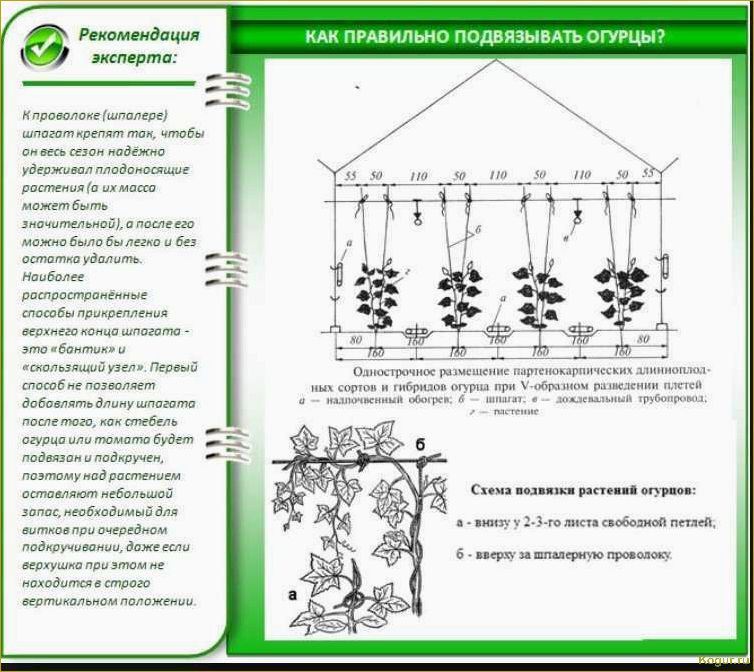 Как правильно использовать клипсы для подвязки растений в теплицах и на открытом грунте: особенности и советы