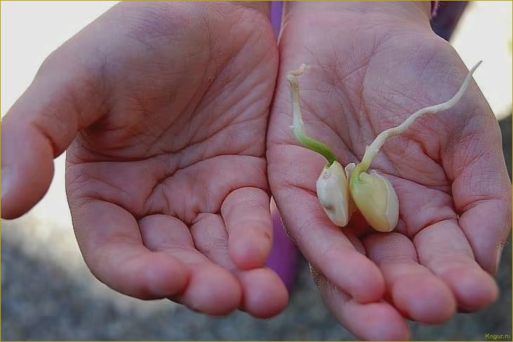 Отличный диетический продукт и перспективная огородная культура — фасоль лима