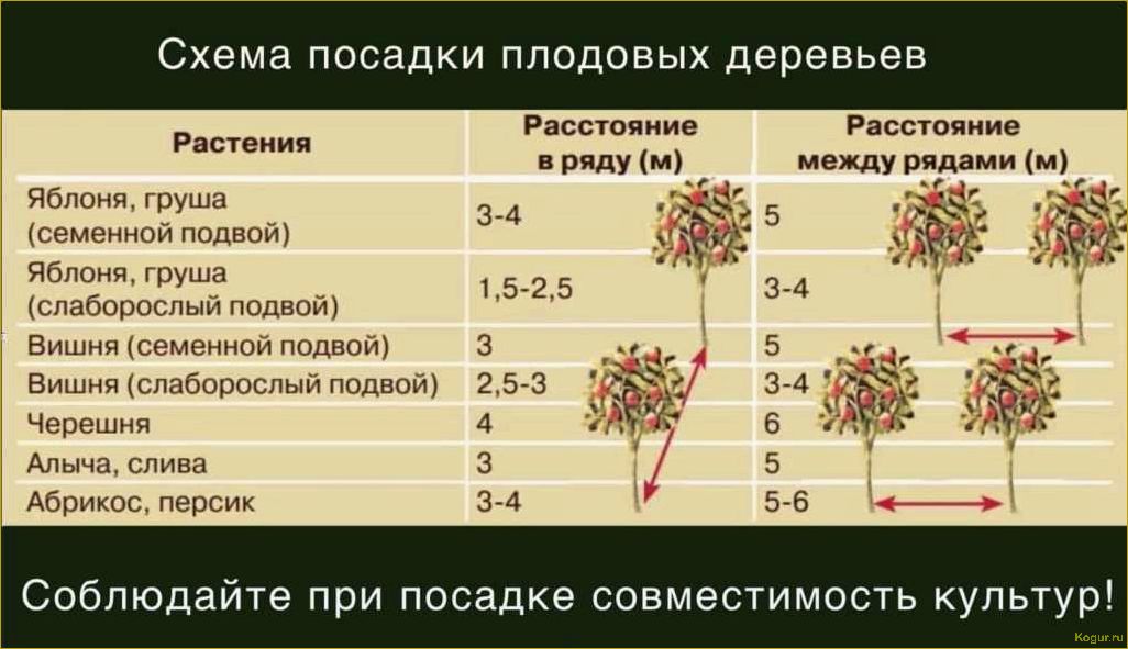 Посадка дармеры щитовидной и уход за растением в саду