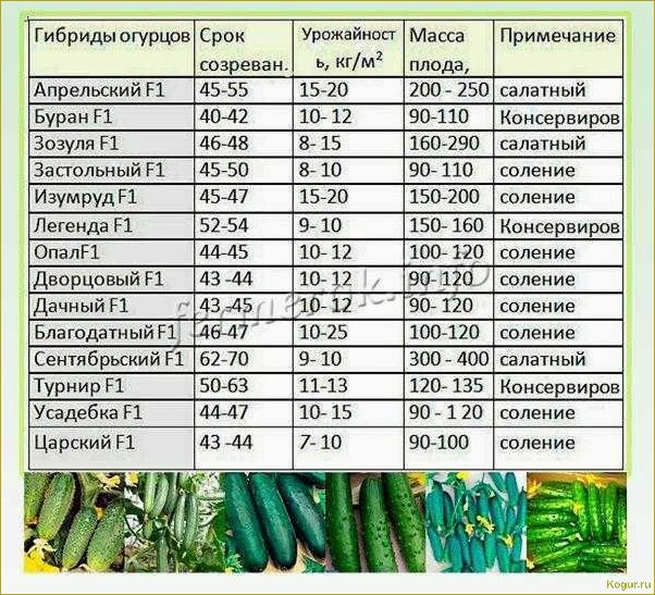 Рекомендуем для выращивания на даче огурцы луховицкие