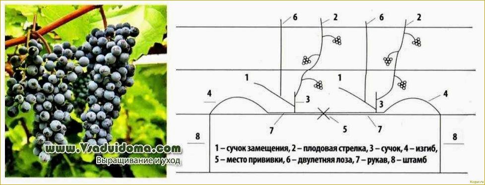 Технический сорт винограда Зилга для выращивания практически в любых регионах