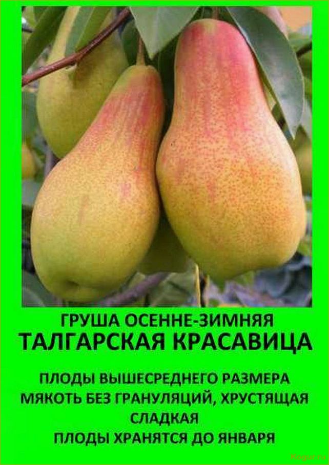 Груша Талгарская красавица: идеальное украшение вашего сада