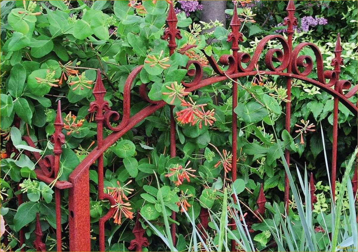 Выберите для своего сада ароматную лиану жимолость каприфоль