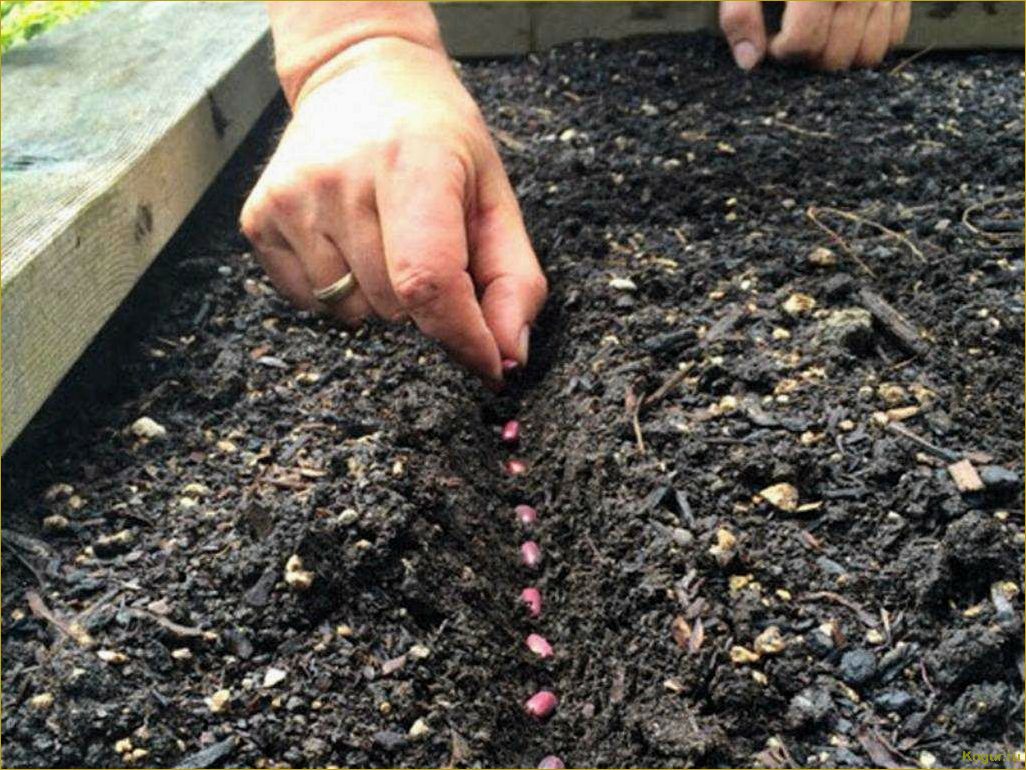 Как вырастить на своем участке полезную красную фасоль: советы и рекомендации