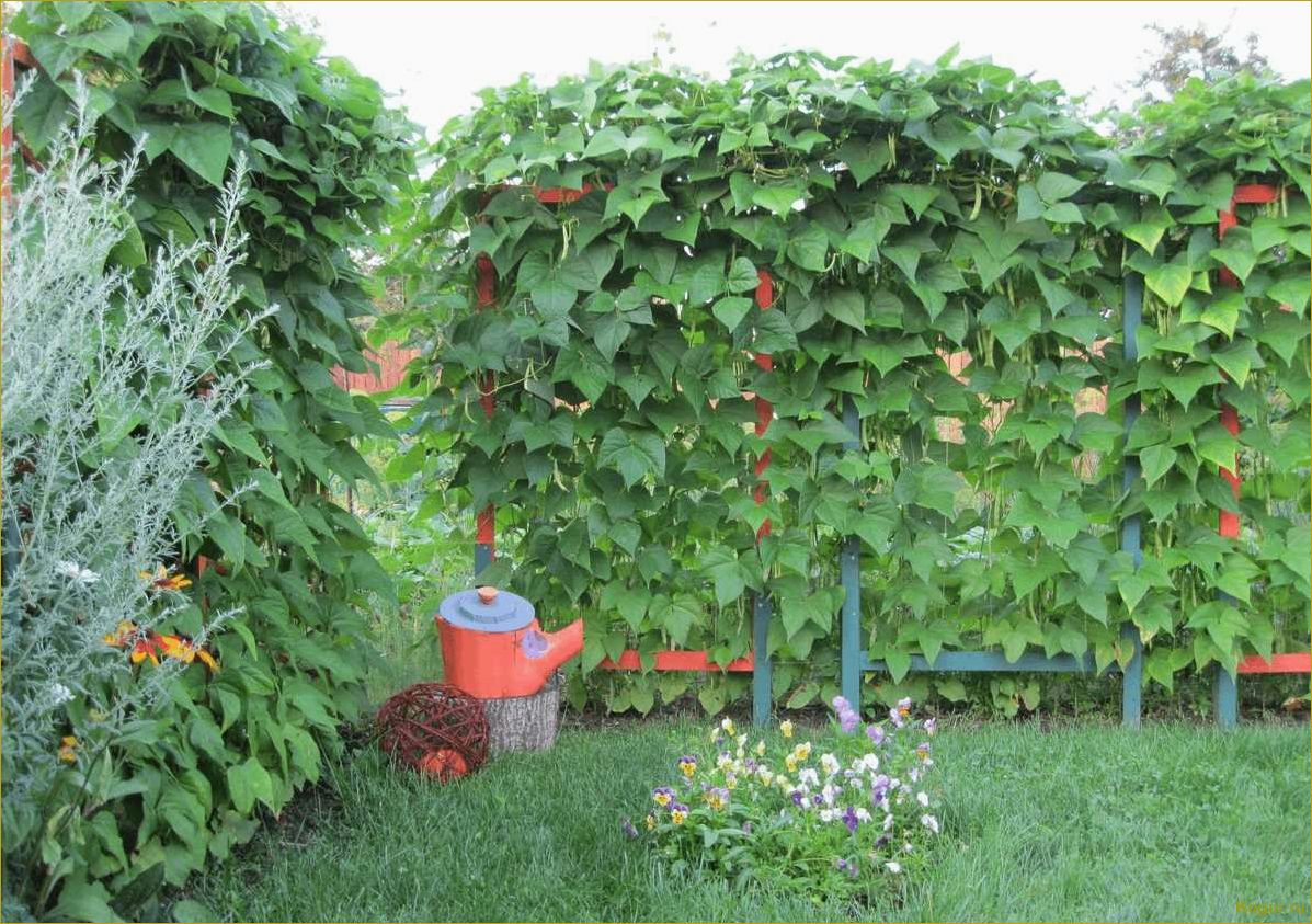Как вырастить на своем участке полезную красную фасоль: советы и рекомендации