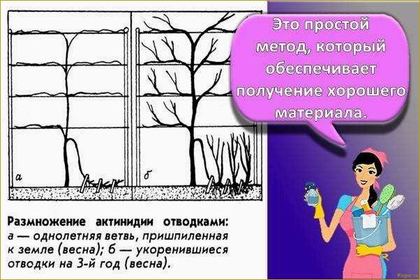 Как правильно ухаживать за актинидией, чтобы получить большой урожай