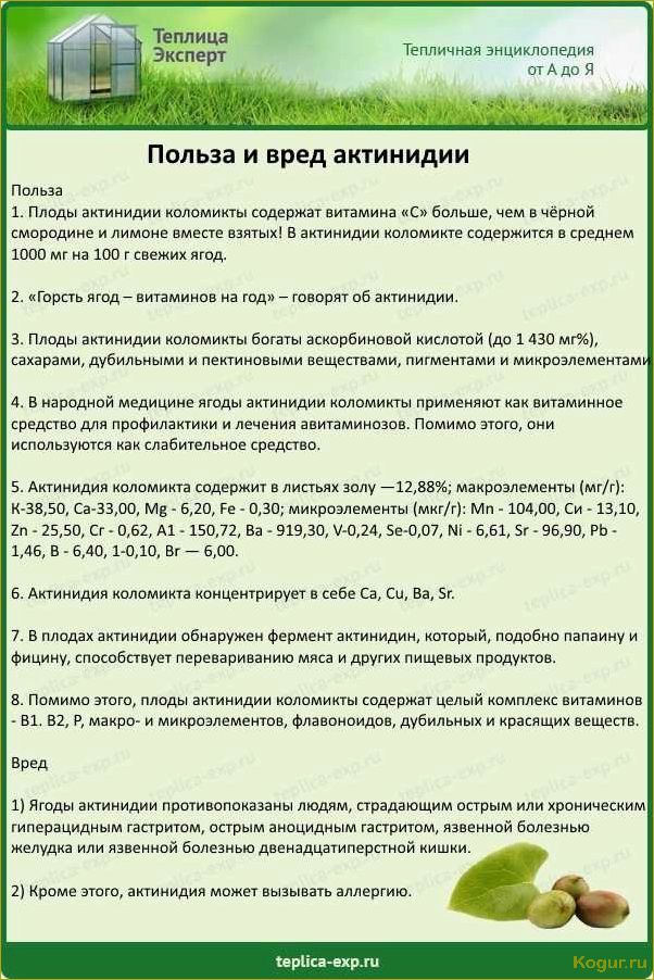 Как правильно ухаживать за актинидией, чтобы получить большой урожай