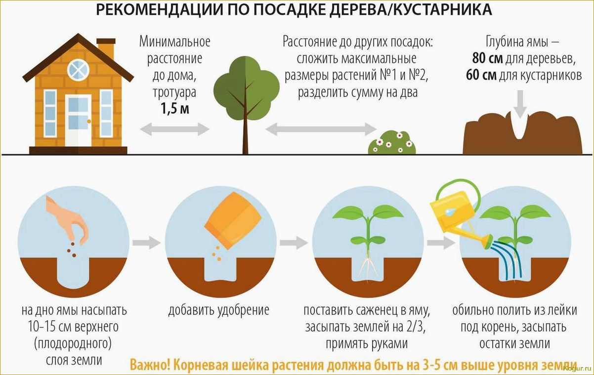 Как правильно ухаживать за актинидией, чтобы получить большой урожай