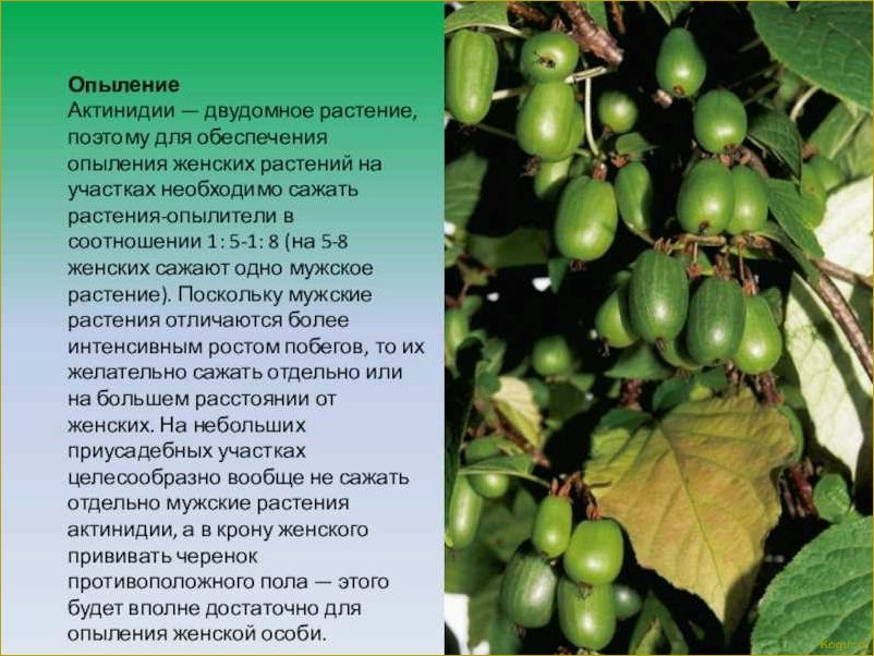 Как правильно ухаживать за актинидией, чтобы получить большой урожай