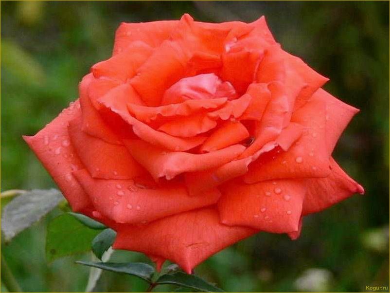 Голландская роза — гармония красоты