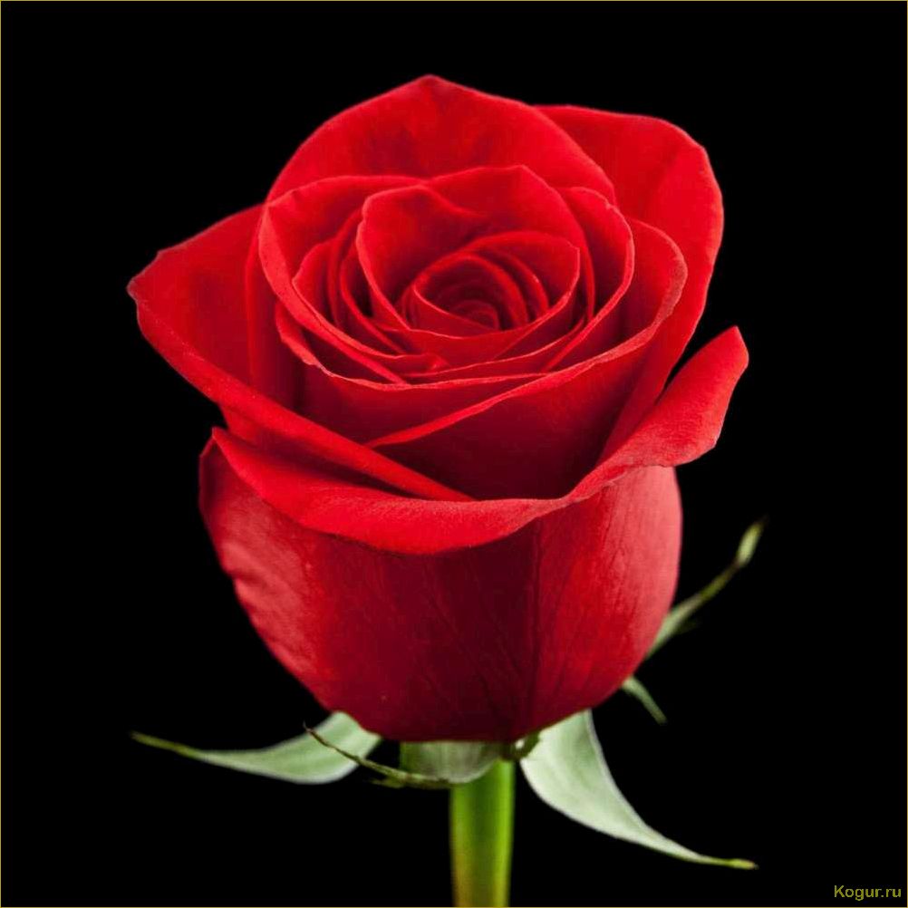 Голландская роза — гармония красоты