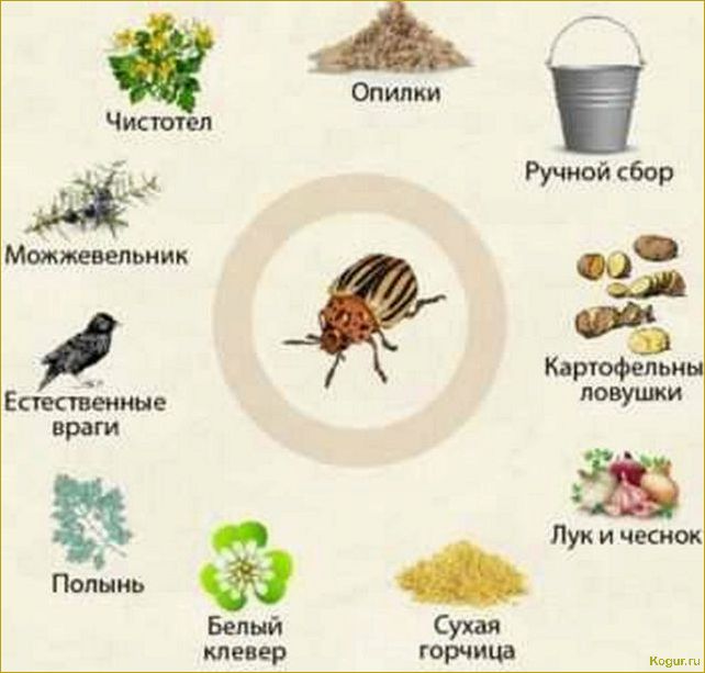 Уксус и горчица от колорадского жука: эффективные методы борьбы