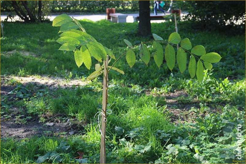 Как вырастить маньчжурский орех на садовом участке