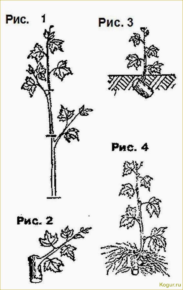 Как размножать крыжовник черенками?