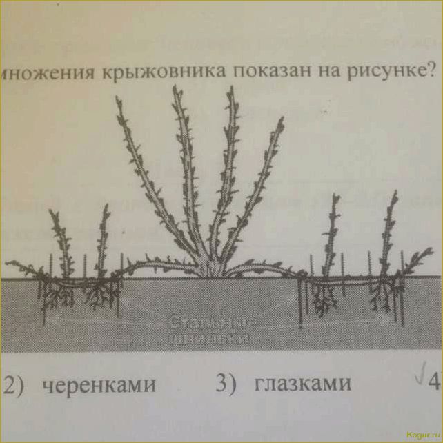 Как размножать крыжовник черенками?