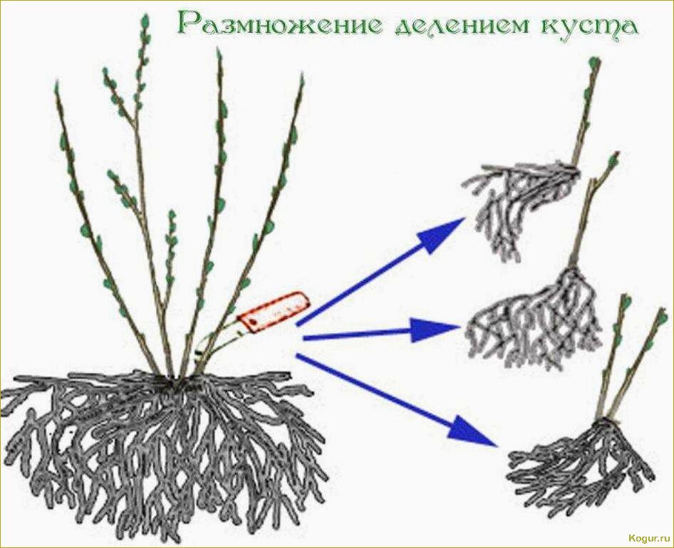 Как размножать крыжовник черенками?