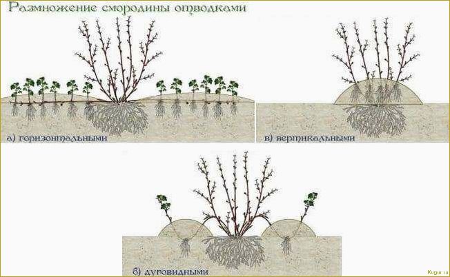 Как размножать крыжовник черенками?