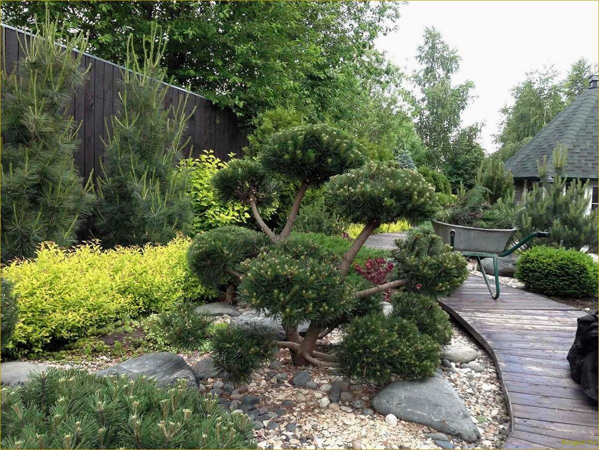Карликовые деревья для сада — неординарное и эффектное оформление маленького участка
