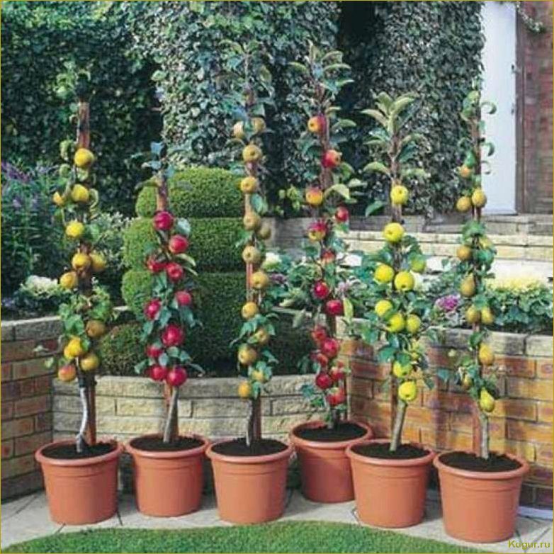 Колоновидная черешня — украшение небольшого сада