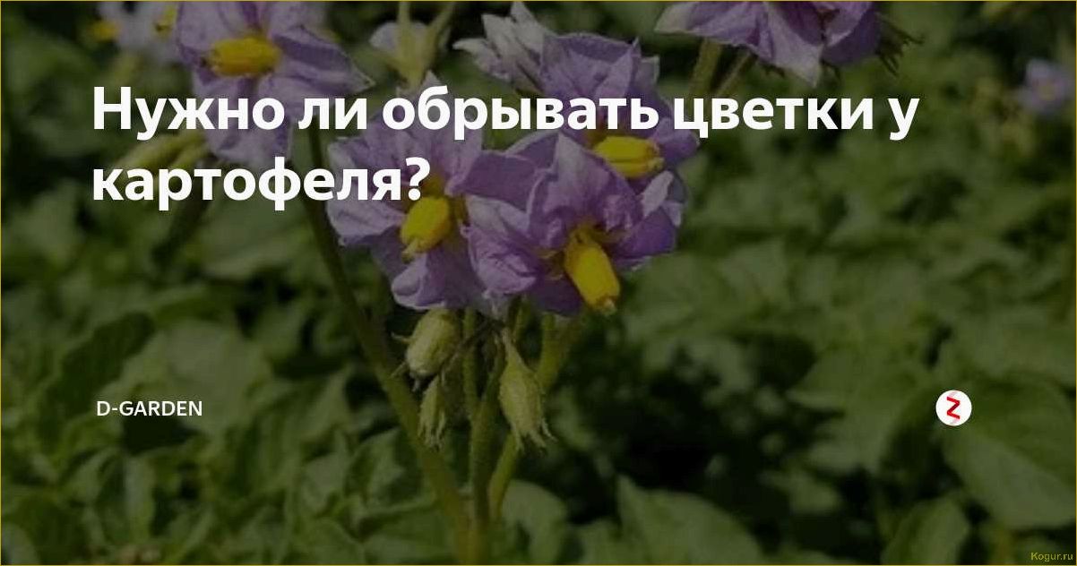 Обрывать цветы у картофеля: нужно ли делать это?