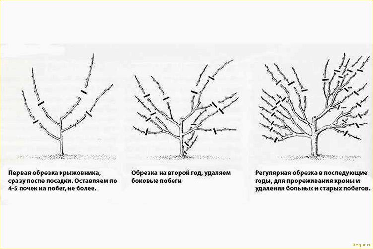 Обрезка черешни — обеспечение урожайности дерева