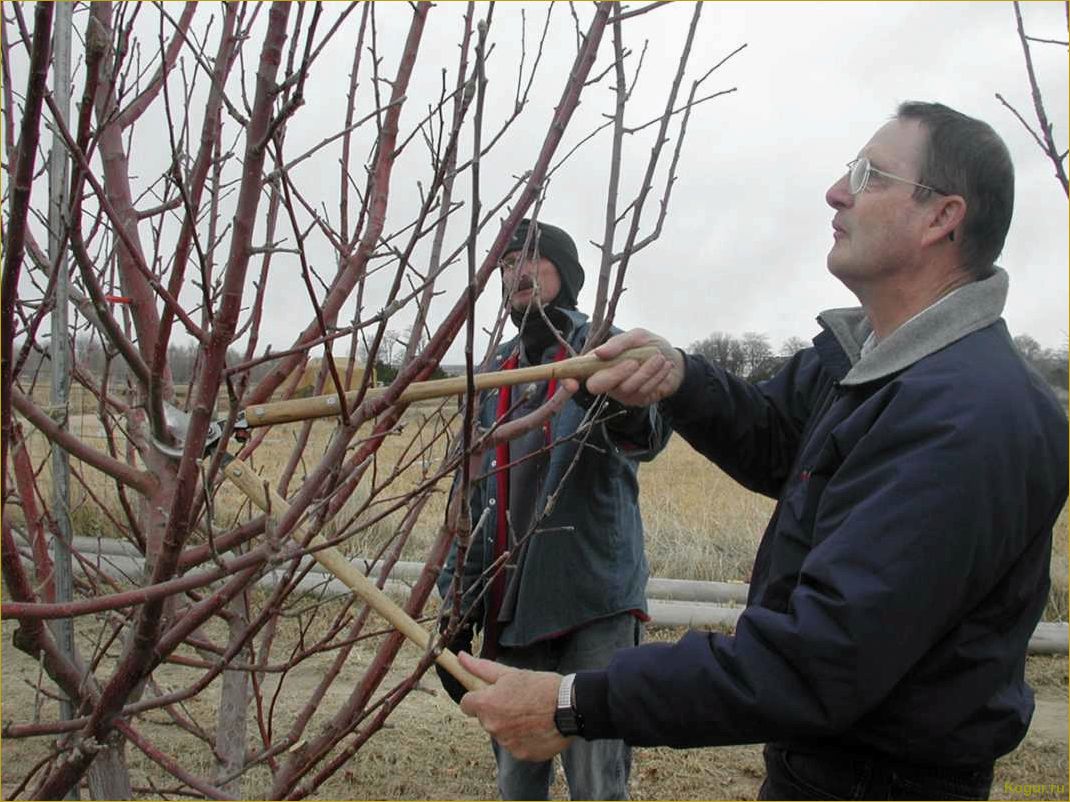 Обрезка черешни — обеспечение урожайности дерева