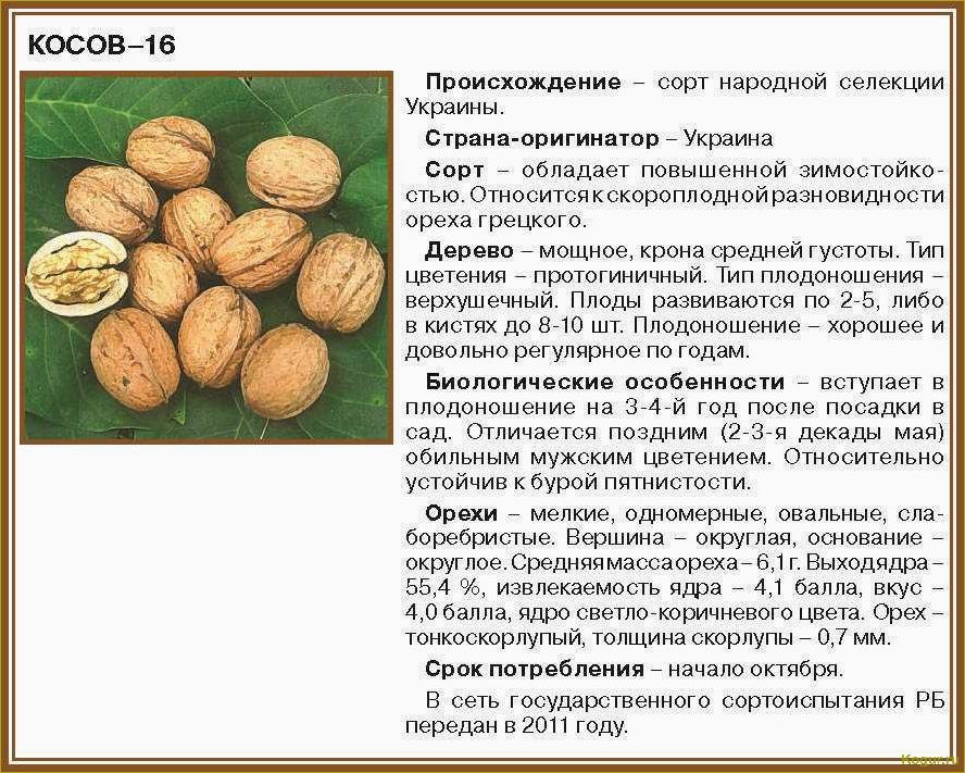Особенности выращивания грецкого ореха сорта Идеал