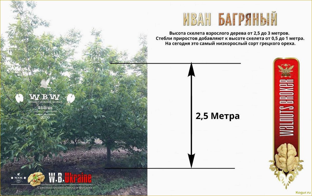 Особенности выращивания грецкого ореха сорта Идеал