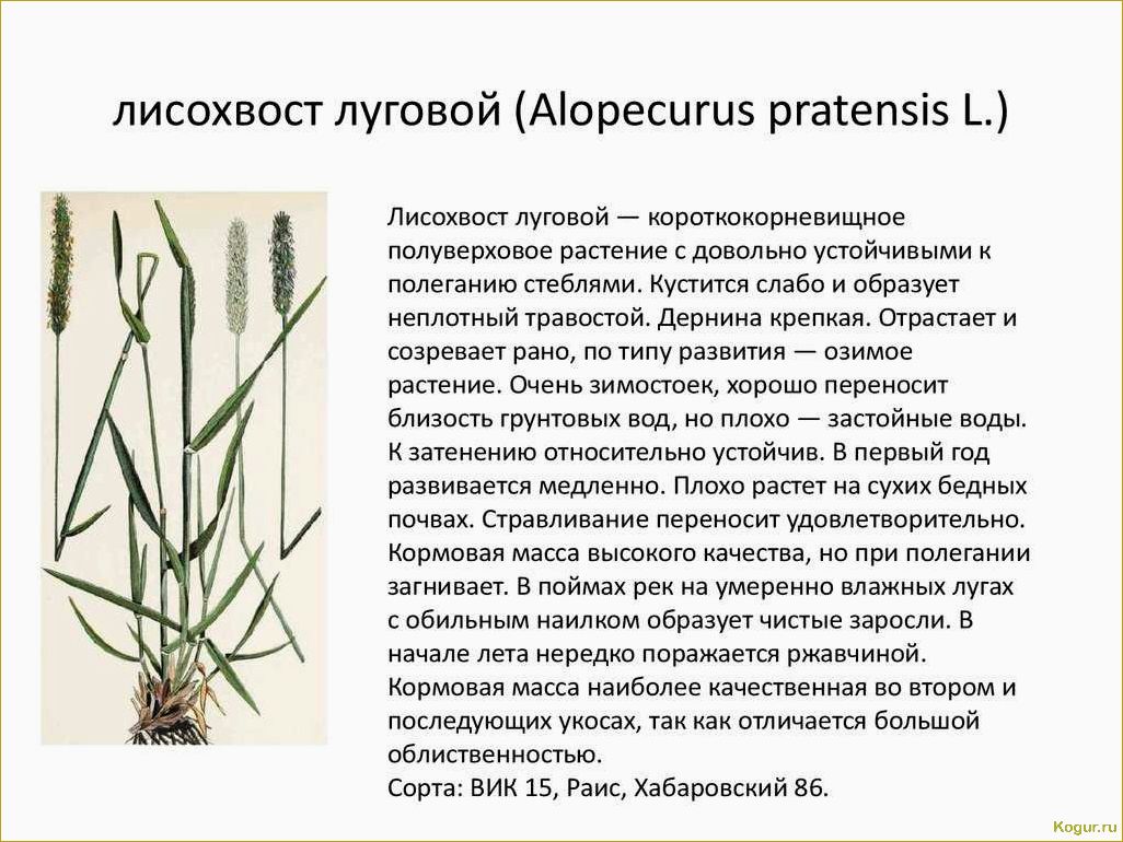 Овсяница луговая: особенности, описание и применение этого растения