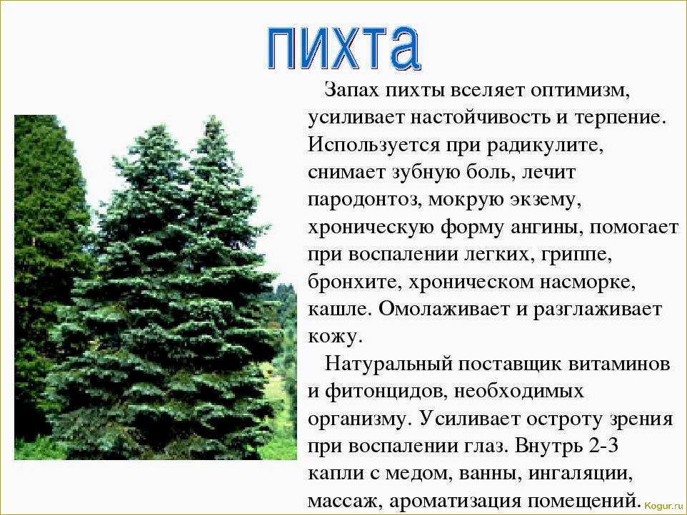 Пихта: описание и характеристика 10 самых популярных видов, сорта, посадка и уход