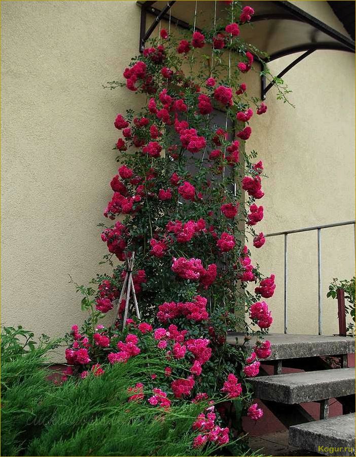 Плетистая роза Флорентина — яркое украшение придомовой территории